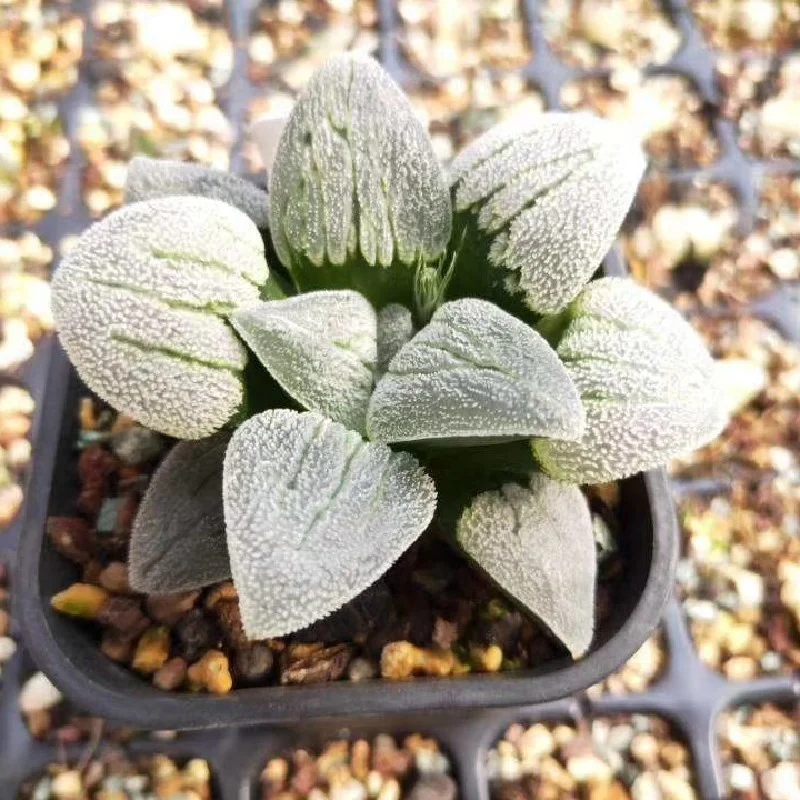Artificial  Succulent Haworthia railway IndoorPlants Wholesale Ornamental Plants