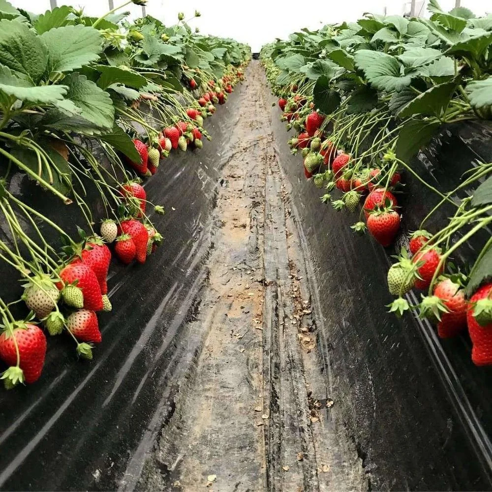 Pandora Drip Micro Tape 16mm Drip Irrigation System Hose Drip Pipe Tape