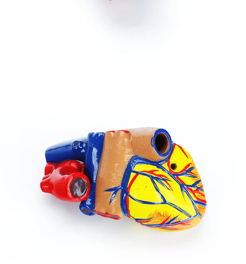 Medical Cardiac Anatomy Human Heart Model for Cardiology Ultrasound Surgery Training