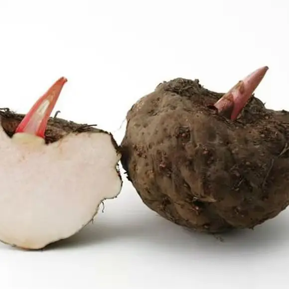 Organic Glucomannan Konjac Noodles High Nutrition Low Carb Konjac Dry Shirataki