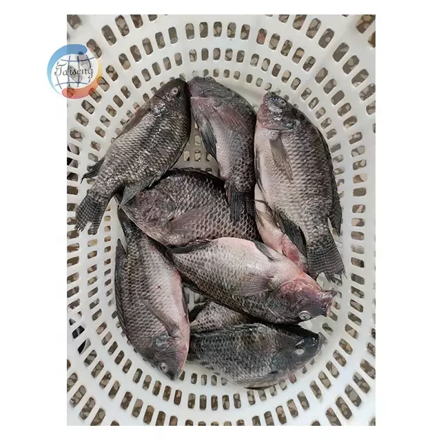 Taiseng Whole Round Frozen Tilapia Fish With Bulk & IWP Packing With 10kg/ctn