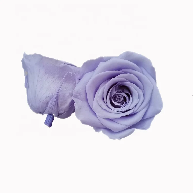 New Arrival Preserved Flower 5-6cm Preserved Rose Head For Decoration Or Gift