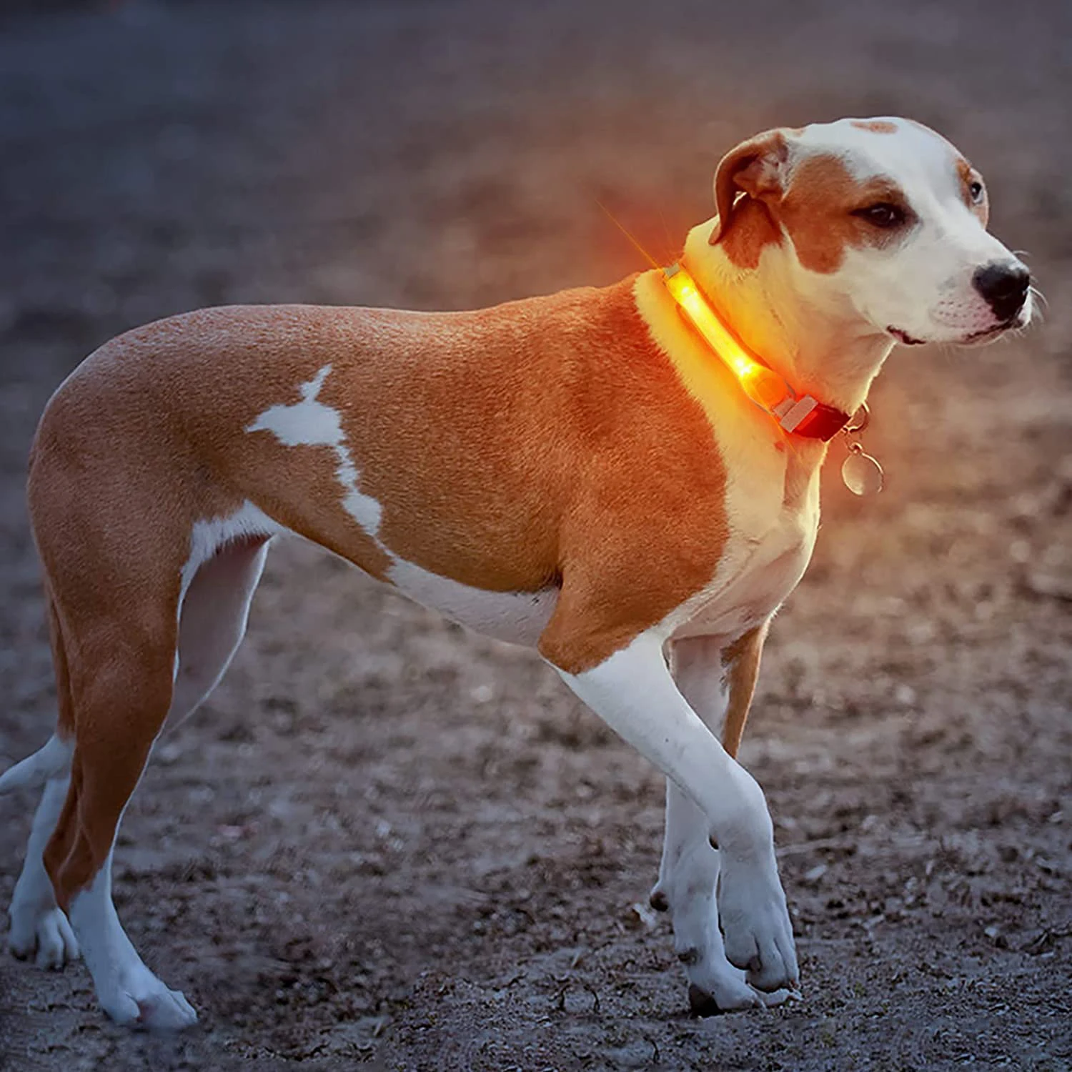 LED Dog Collar Waterproof pet Collar Flashing Dog Collar Visibility and Safety for Your Dogs