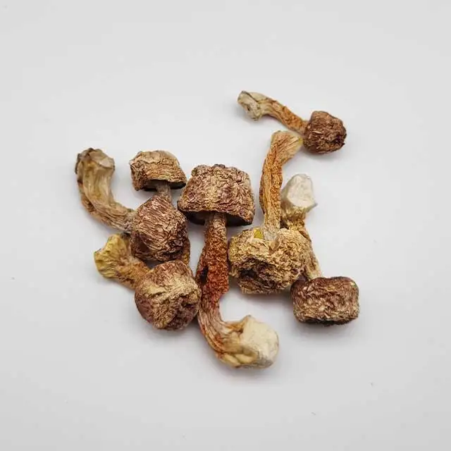 Natural Agaricus Blazei Murill  with High Quality Mushrooms