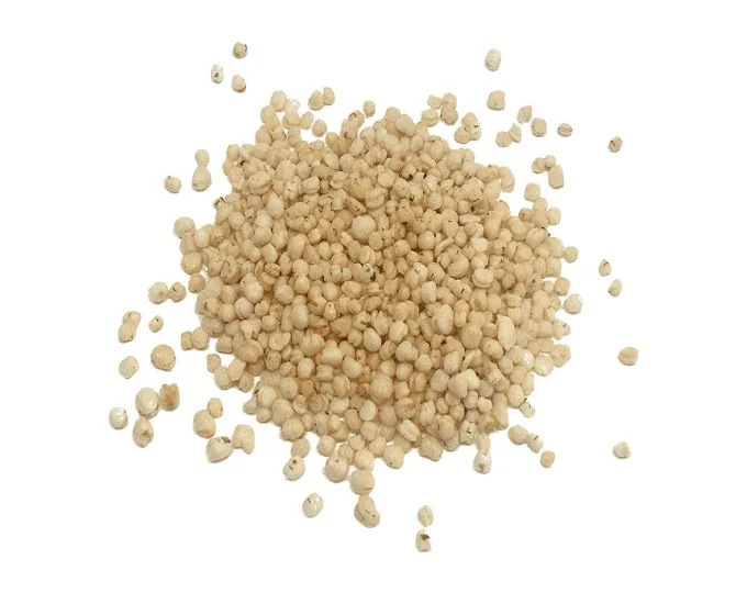 Sorghum Grains and Good Quality Red White  Sorghum