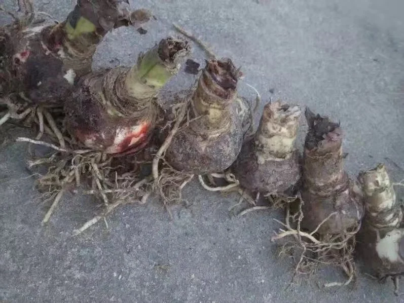 Zhu ding hong Best price bulk dried flower seeds amaryllis seeds bulbs