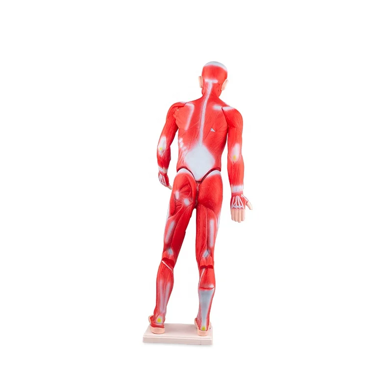 pvc 85cm body anatomy human muscle model