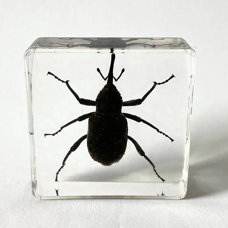 Insect Collection Clear Crystal Craft Gifts Pine Weevil Paperweight for Collection