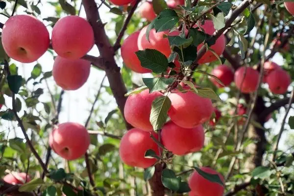 Hot Selling Cheap Bulk Sweet And Delicious Fresh Red Fuji Apple