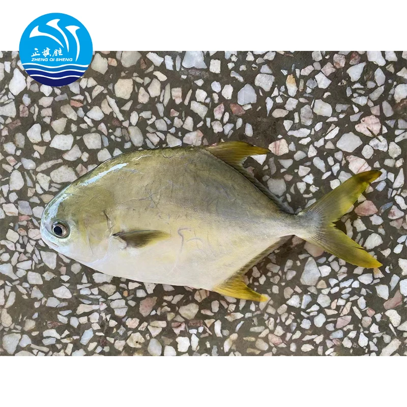 High quality frozen golden pomfret fish IQF wholesale