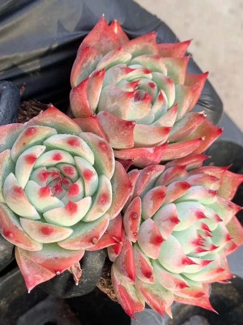 Wholesale indoor home decorative live plant succulent