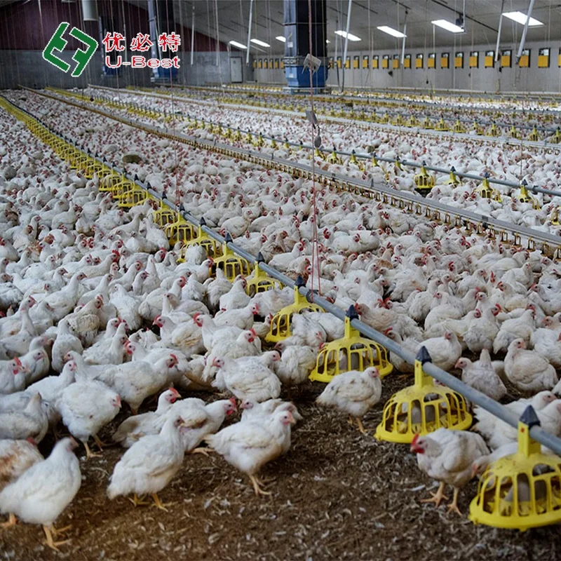 Automatic Broiler Breeder Raising Growing Equipment System Plant Line Layer Farm Equipment Poultry For Chicken House