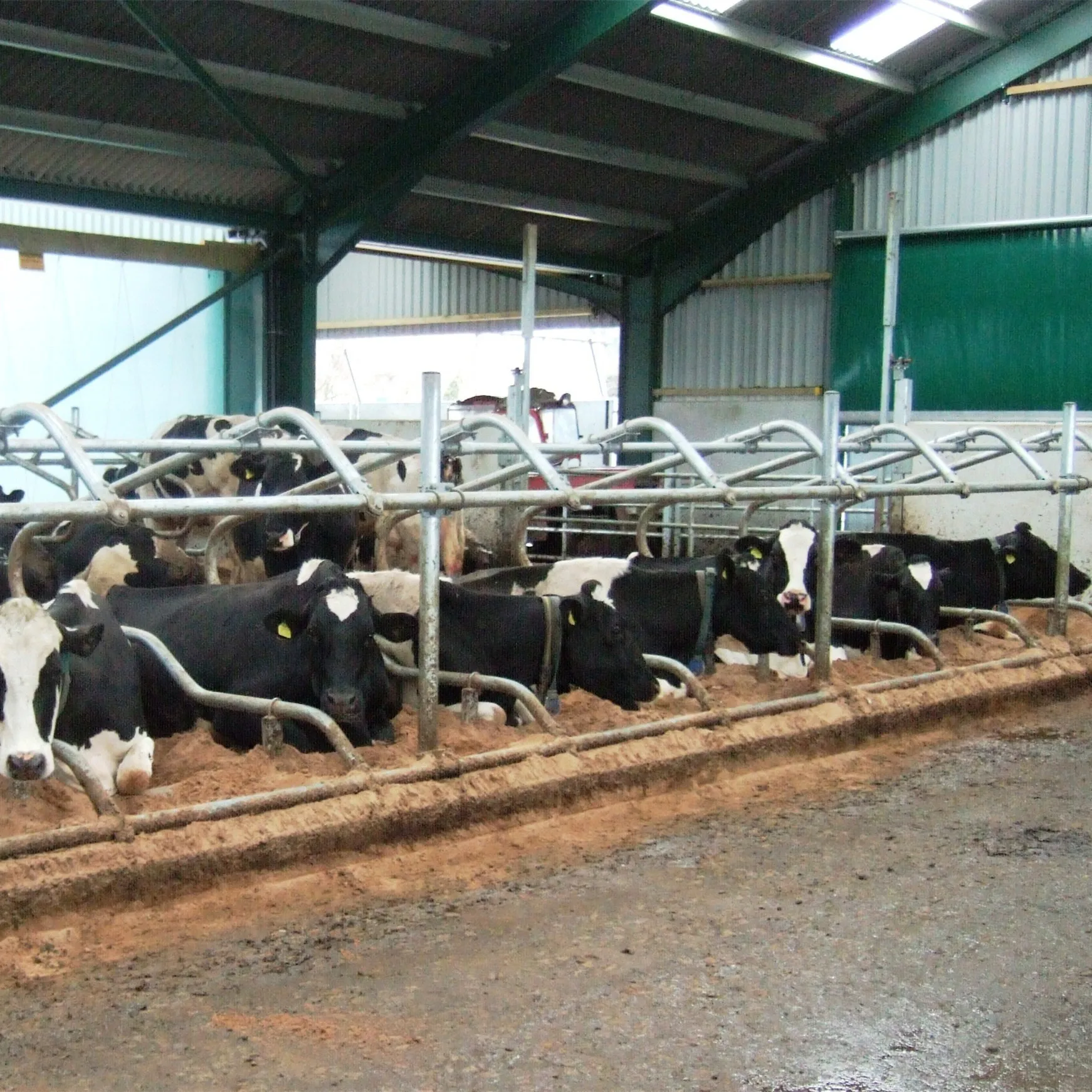 Rusty resistant galvanized steel portal frame cow sheds goat house farm sheds cow