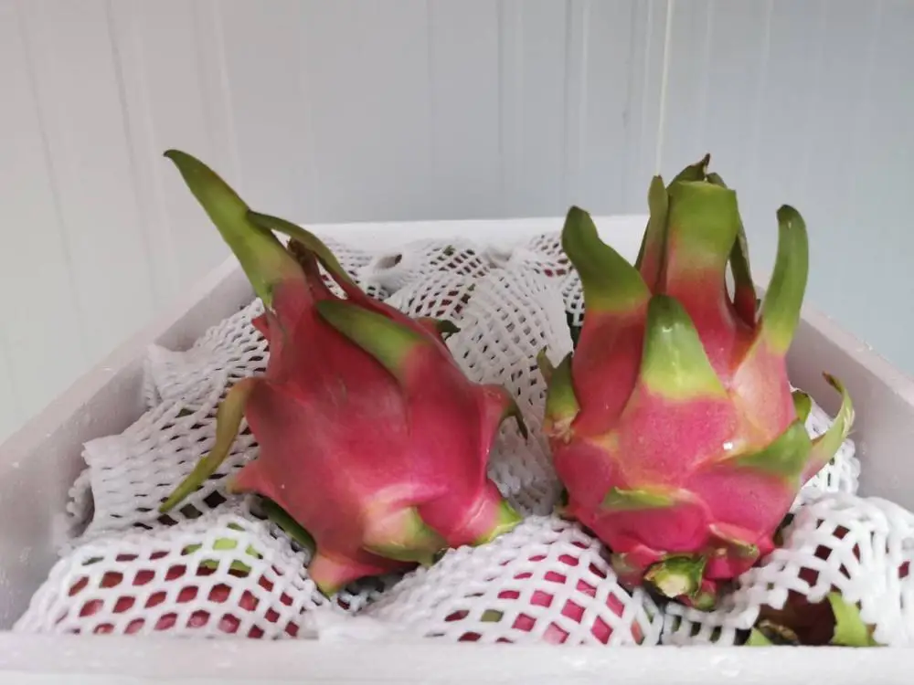 
High quality Fresh Dragon Fruit Form Thailand 