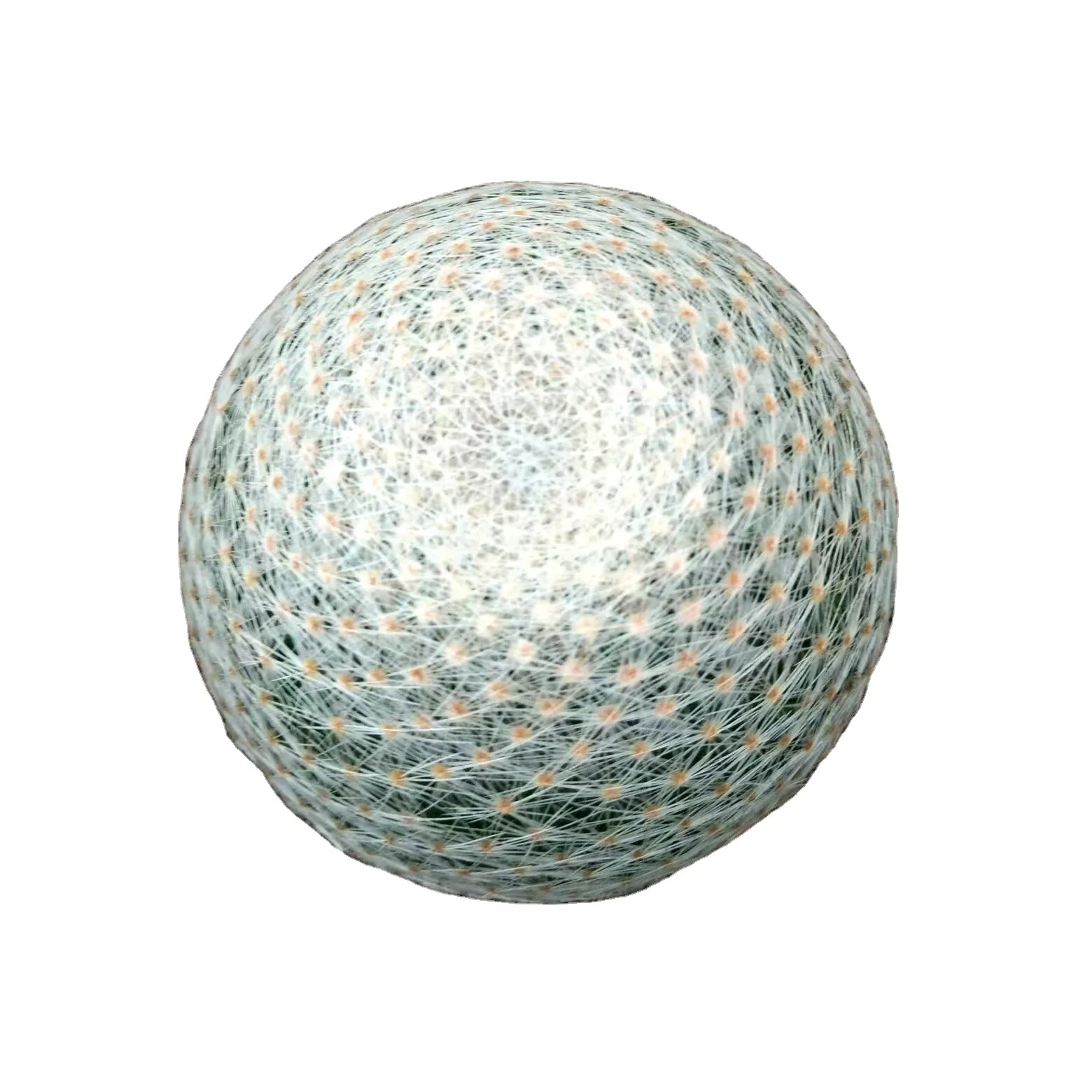 Оптовая продажа уникальных детских растений Mammillaria lenta, красивые и специальные кактусы