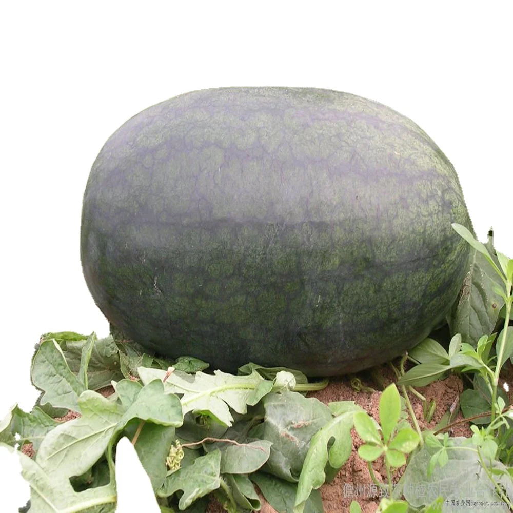 
BS1 late зрелая продолговатая форма, зеленая корка с красивой полоской, семена арбуза 