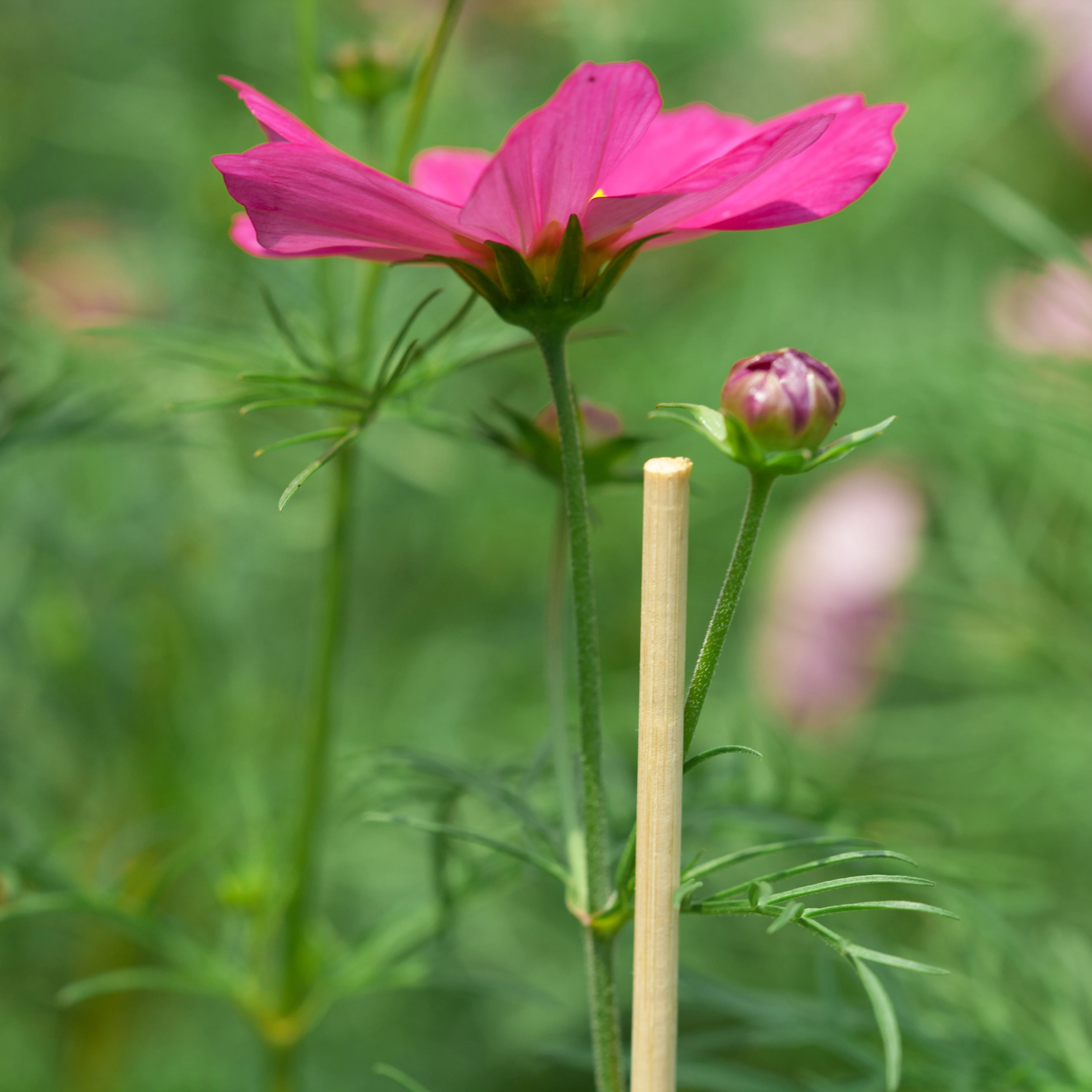 Бамбуковые стойки для растений садовые томатные палочки и подставки горшечных