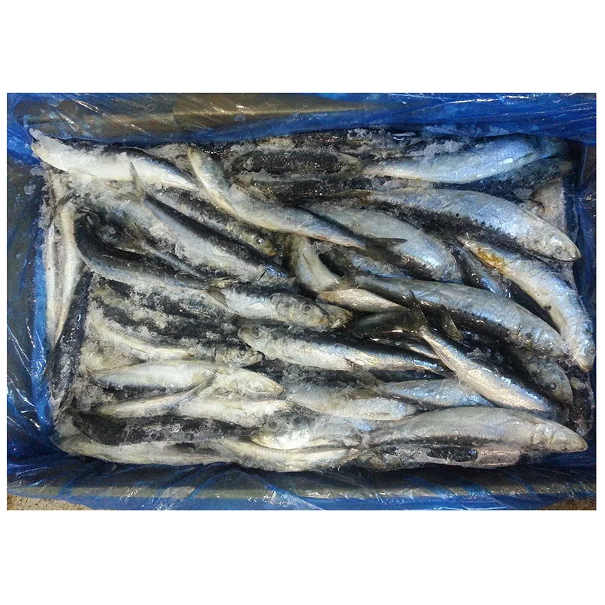cheapest and best quality seafood Whole round Fishing Bait frozen sardine fish for bait