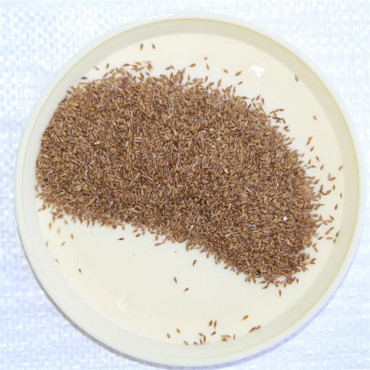  Китайские семена травы Zoysia лужайки japonica Steud для