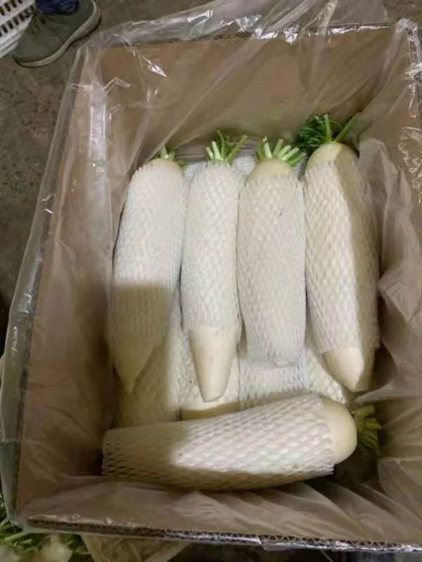2022 GAP Chinese Fresh White radish direct manufacture  Shandong Xiamen new crop high quality