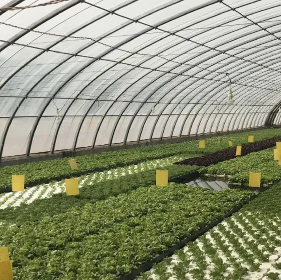 Solar power warm winter tunnel greenhouse