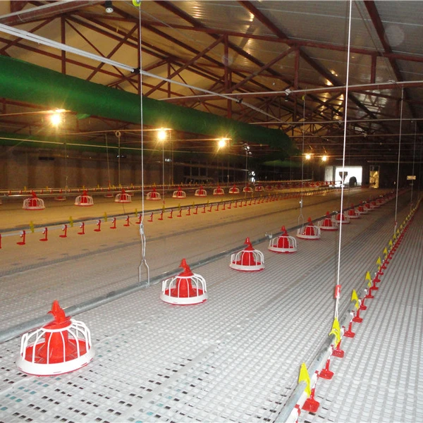 auger feed system for poultry in animal feeders