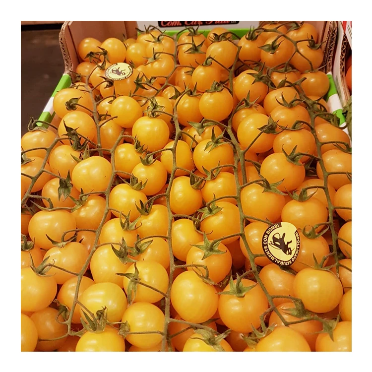 Italian Fresh Cherry Tomatoes With Vine Yellow Cherry Tomatoes Fresh