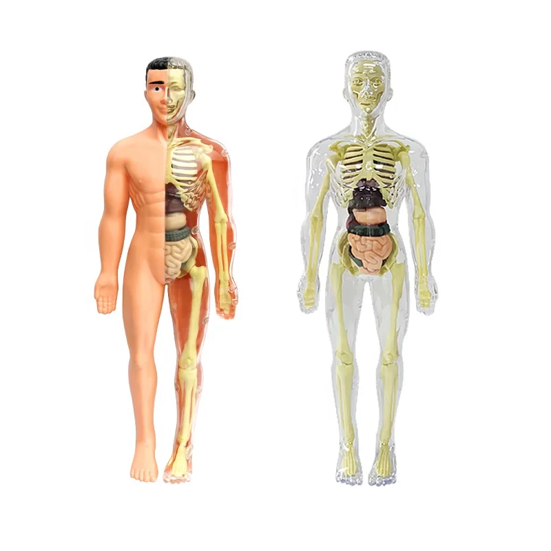 STEM Toy DIY Transparent Human body model for children 28 Pieces human anatomy human body model
