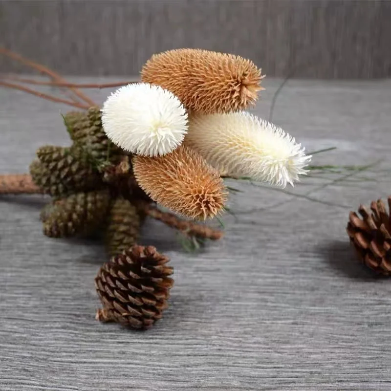 High Quality Dry Flower Bouquet Preserved Dipsacus Sativus for Flower Arrangement Home Decoration