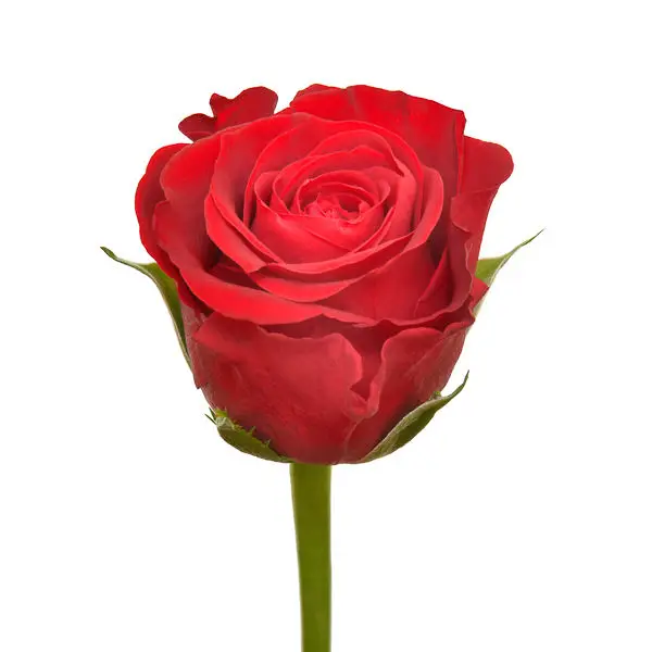 Saint Valentin 2025 Red Roses Premium Kenyan Fresh Cut Valentines day Rose large headed 62cm stem wholesale retail fresh cut
