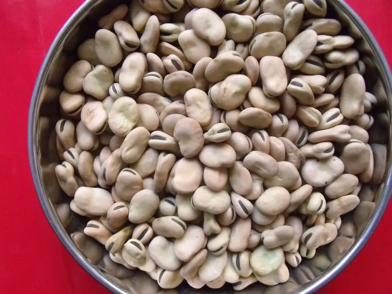 
Whole hulled split Broad Beans / fava beans / faba beans without insects 