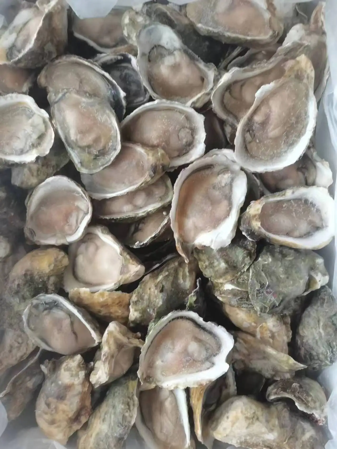 Замороженные сырые устрицы полуоболочка оптовая продажа поставщик морепродуктов IQF