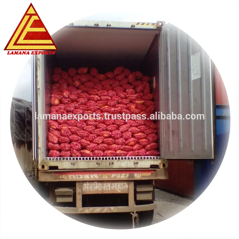 Fresh Indian Big Onion for Thailand 45mm up above Premium Quality