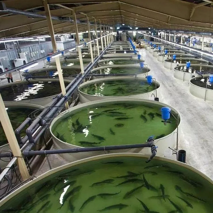 Customized Recirculating Aquaculture Systems Fish Farming System Ras In Aquaculture Fish Farm Filter