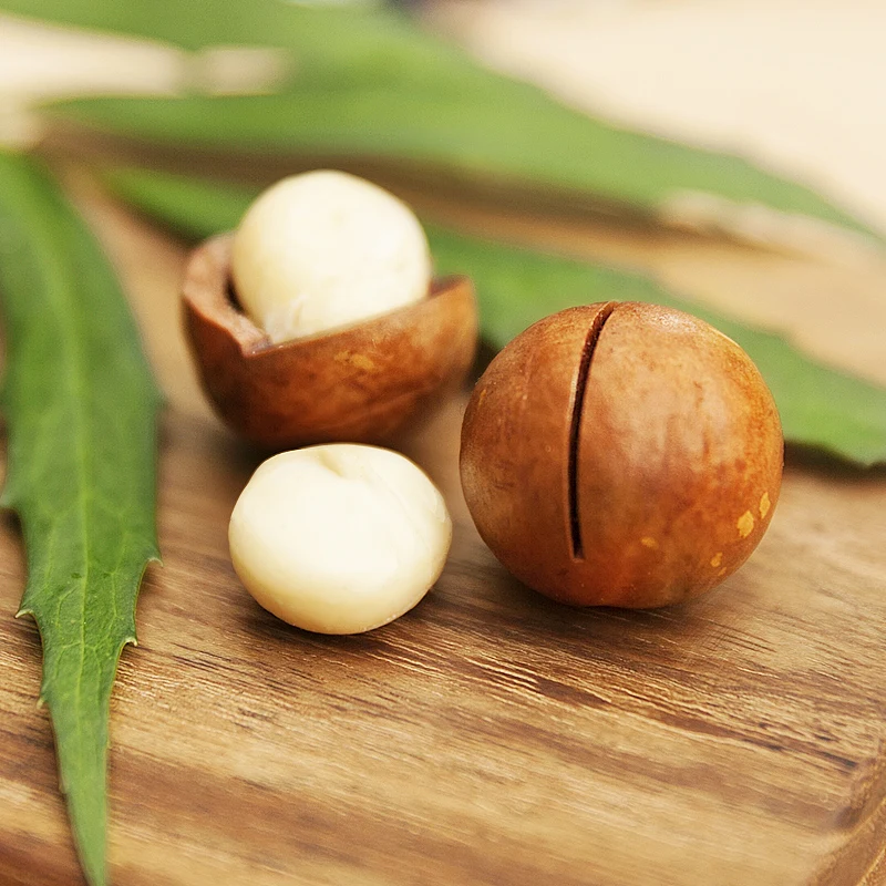 Factory Bulk Wholesale Price Roasted Creamy Raw Macadamia Nuts Roasted in Shell