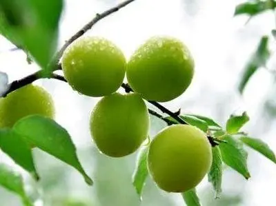 Factory supply 100% pure Green Plum extract liquid Plum concentrate juice green plum flavor