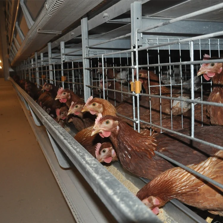 Новое поступление-ловушка для устриц оборудование птицефабрика продажи в Гане 200 слой клетка 4 яруса автоматическая яйцо куриное