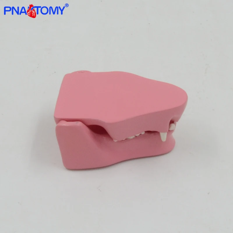 Кота челюсти модель кошачьих зубы PNT-2105