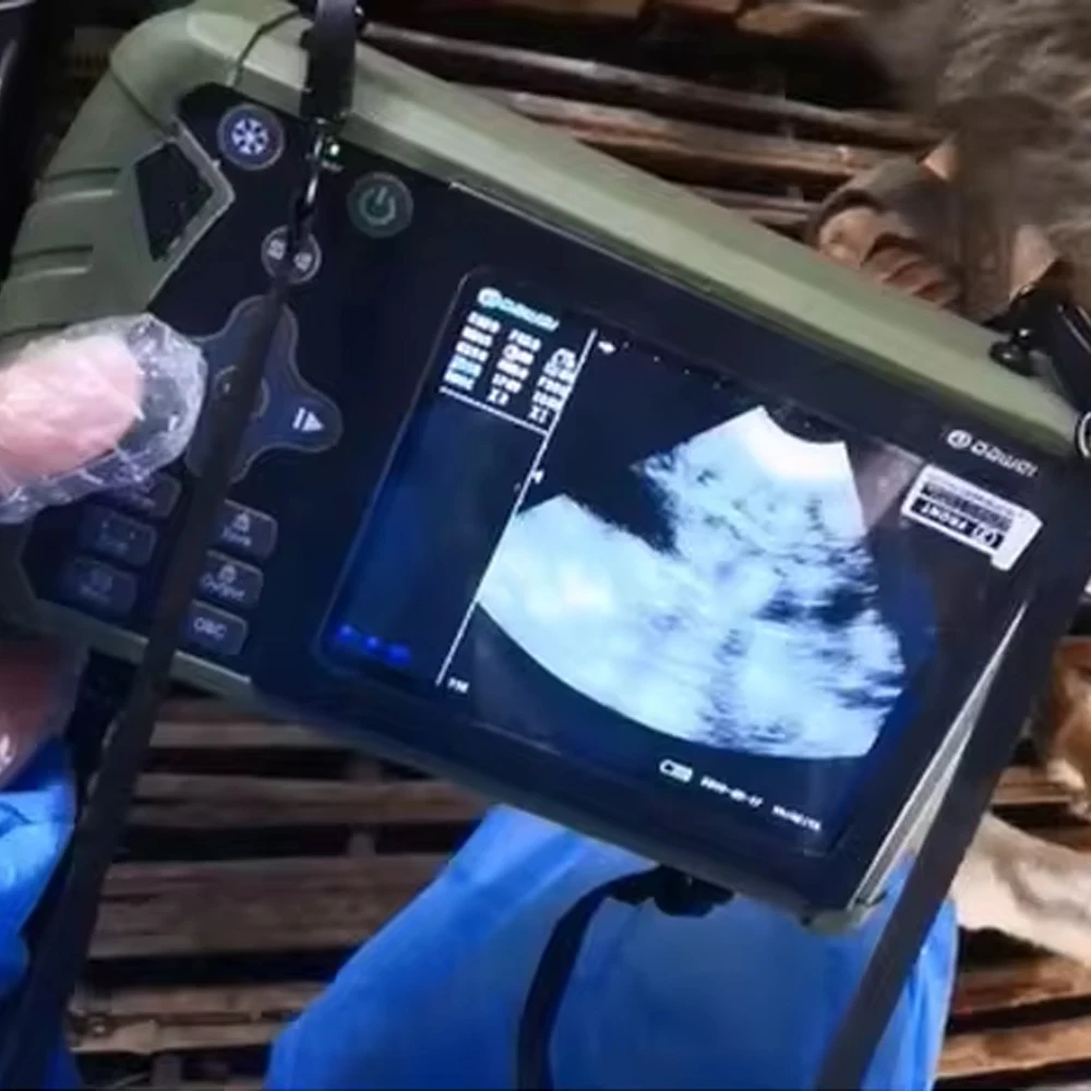Normal Kidney Size Ultrasound Prostate Bladder Stones Urinary Uterus Gallbladder Lymphoma Spleen Myelolipoma Dog Scanner