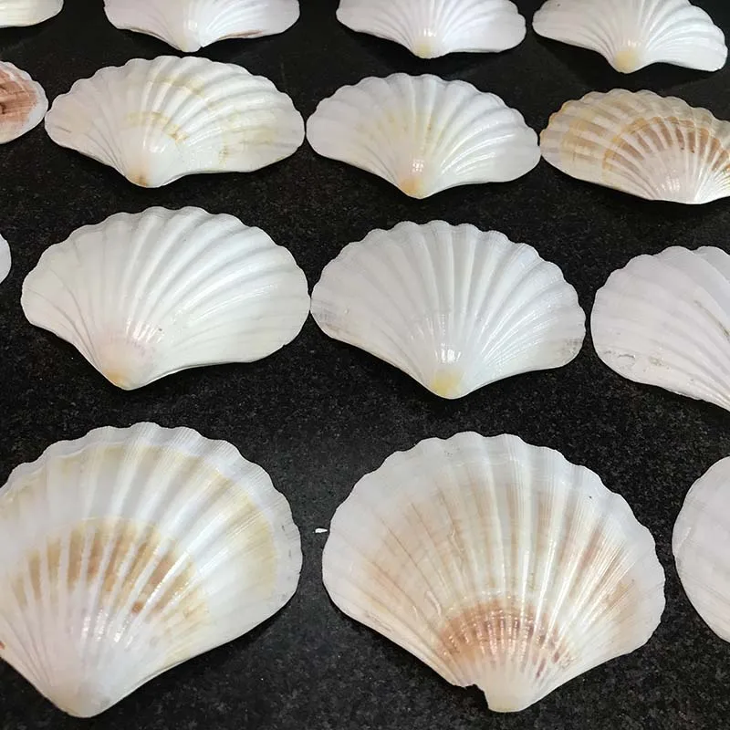 Wholesale Natural Color Scallop Shell Luster Seashell Handmade Craft for Decoration