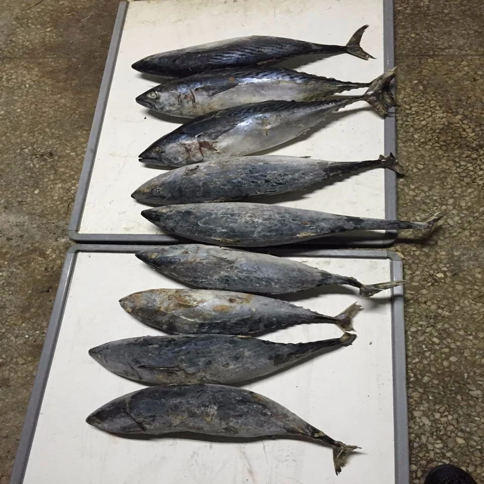 wholesale big size seafood fish 200-250g frozen pacific mackerel raw material block in stock
