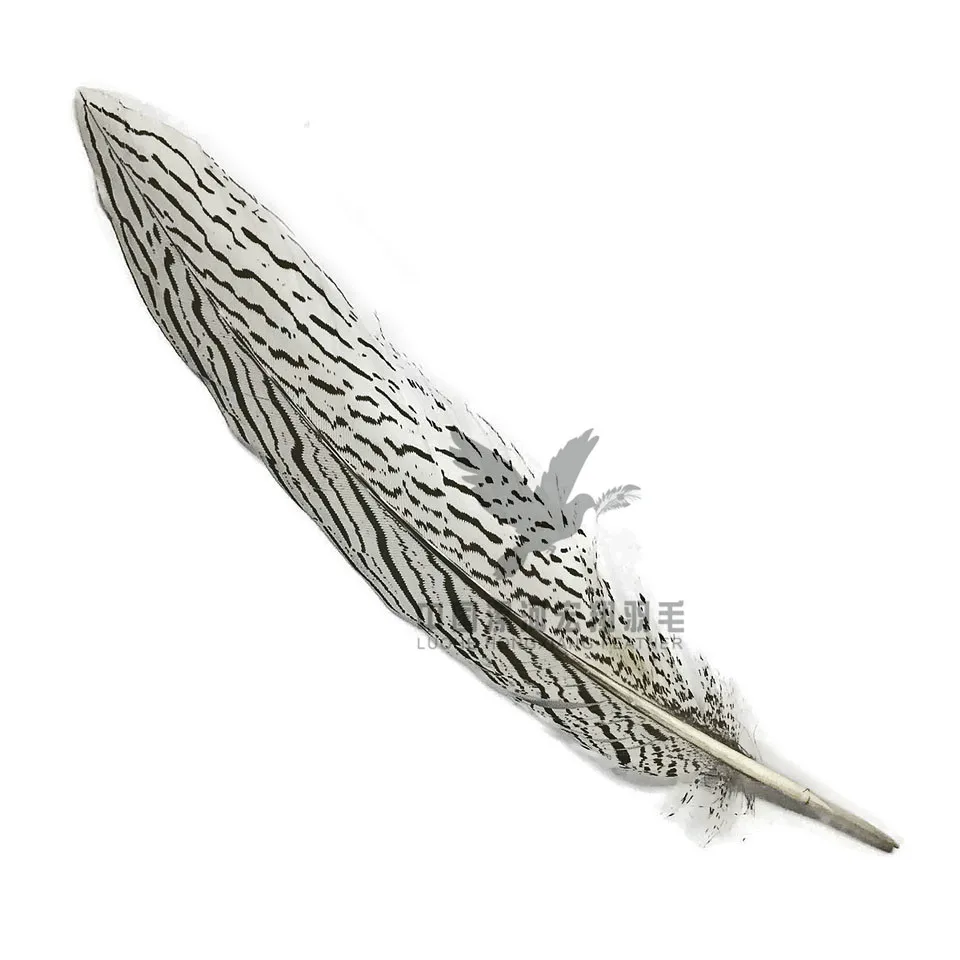  25-30cm silver pheasant tail