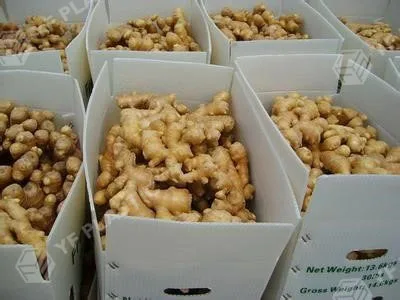 CAJA DE PLASTICO CORRUGADO plastic corrugated box for okra