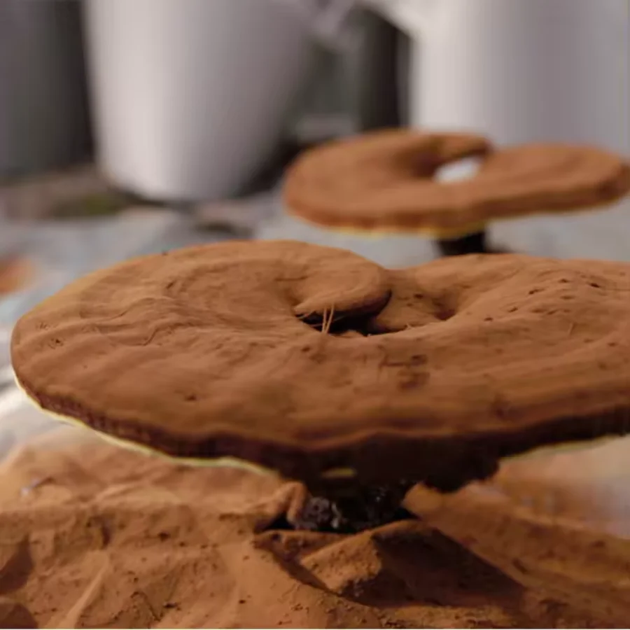 Заводской производитель экстракт Рейши порошок Ganoderma Lucidum популярная лекарственная добавка грибов для здорового питания