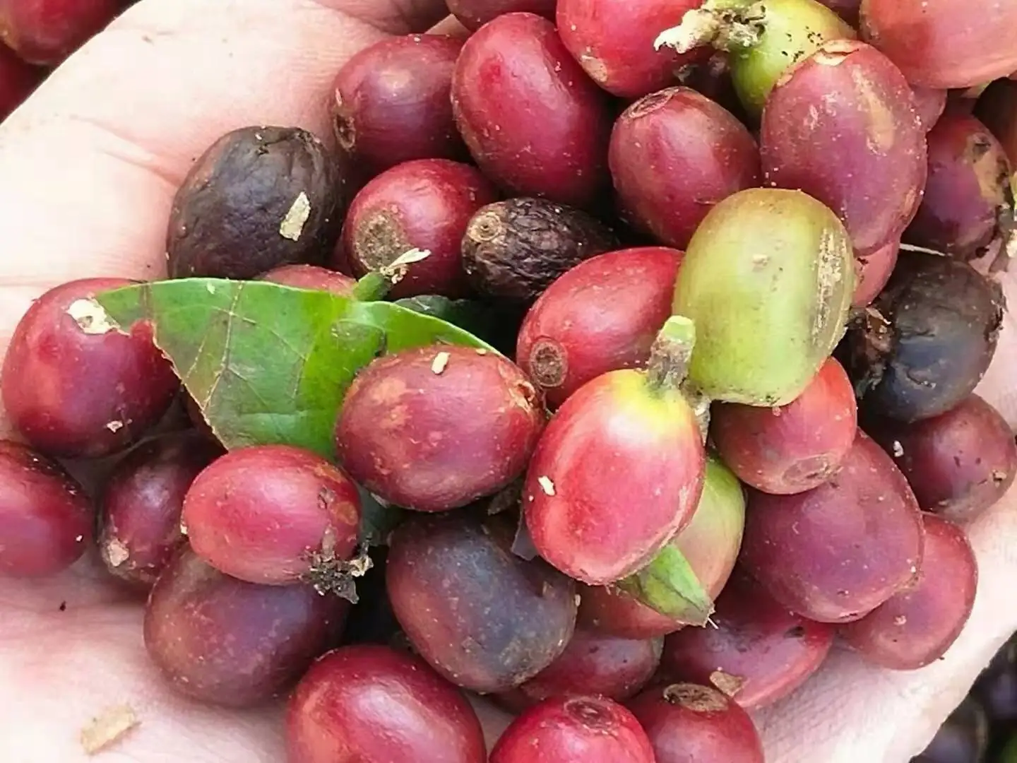 Automatic Coffee Bean Pulper Pulping Machine Industrial Huller Peeler