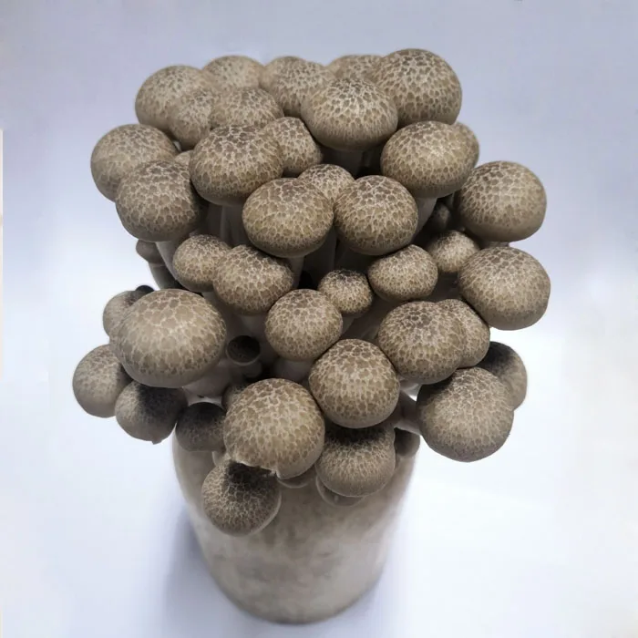 
Soilless Cultivated Clean Mushroom in Bottle 