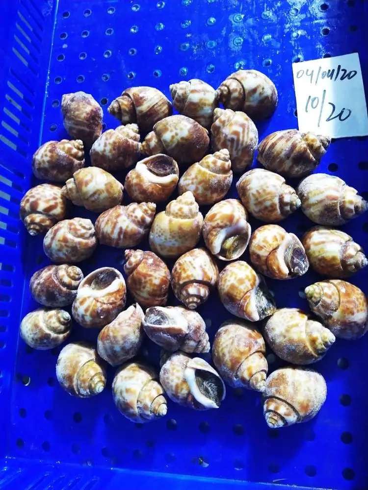  100% живые Замороженные лучшие ракушки (Baigai)