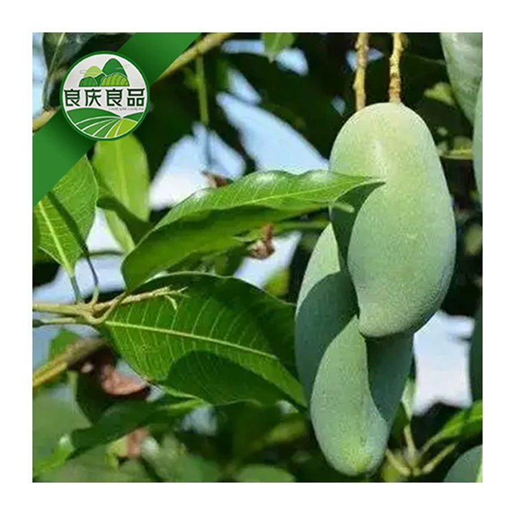 Good Price Tropical Fruit Mangos 100 % Natuial Fresh Sweet Mangoes Fresh Green Color Mango Fruit