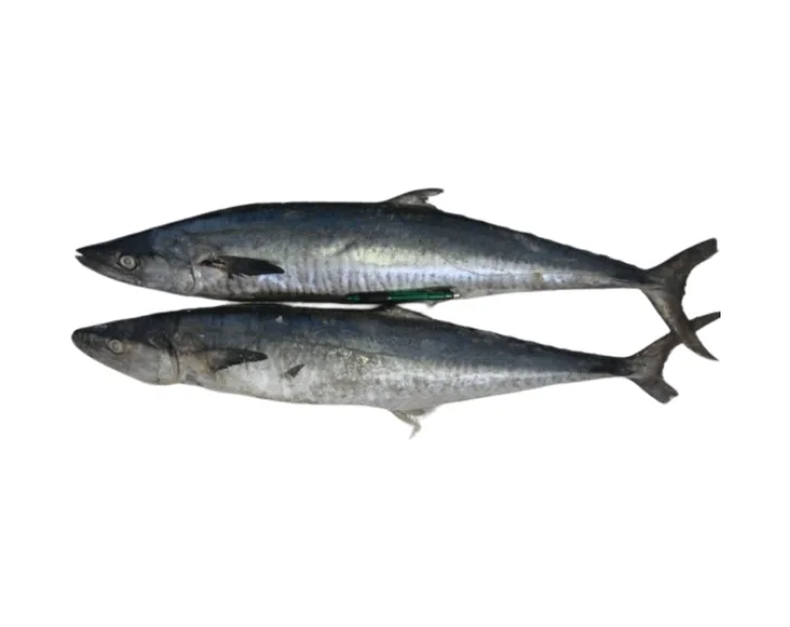 Good Sale King fish/Spanish Mackerel