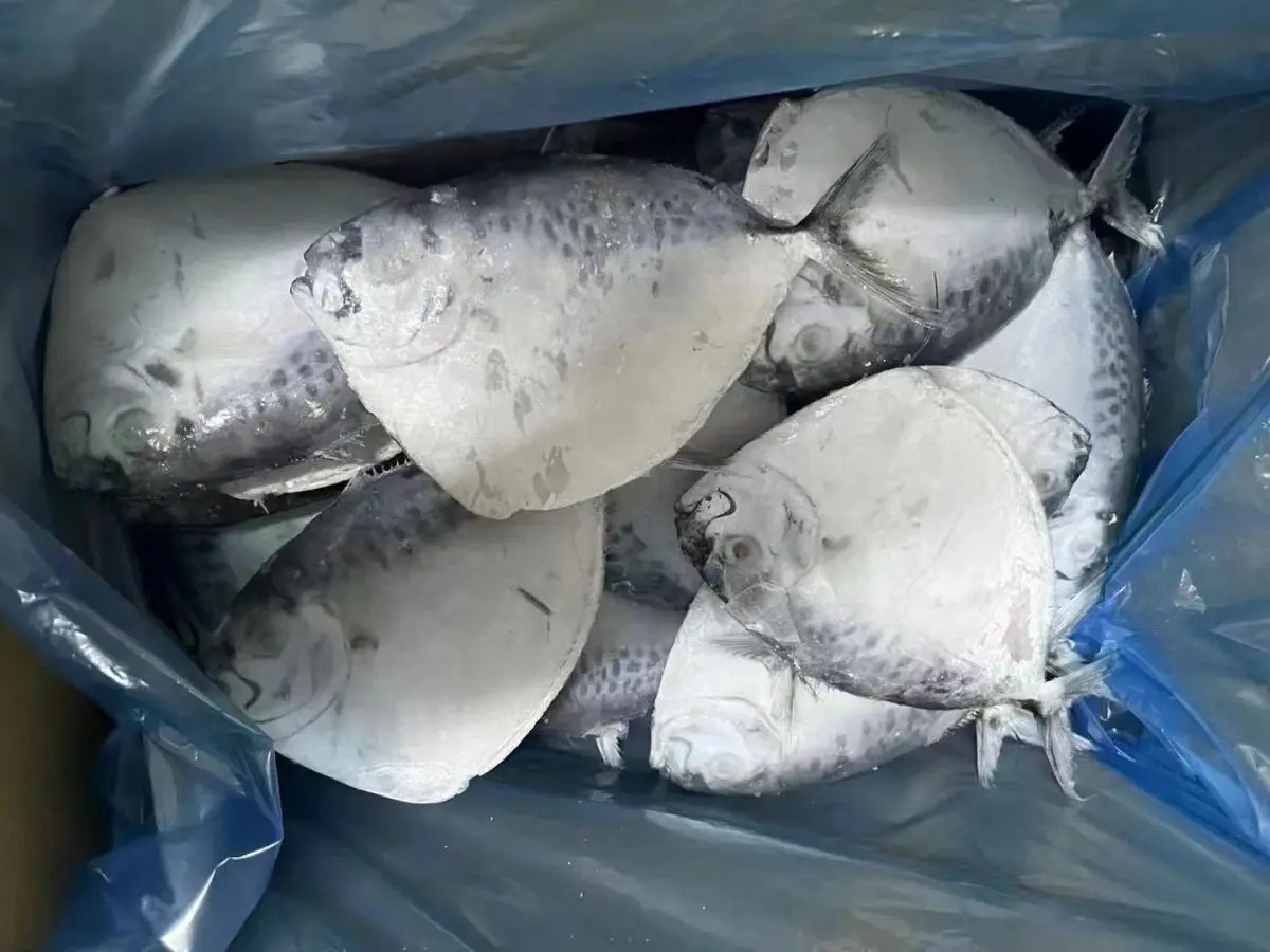 Highly Demand Seafood Frozen Moon Fish for Indonesia Market